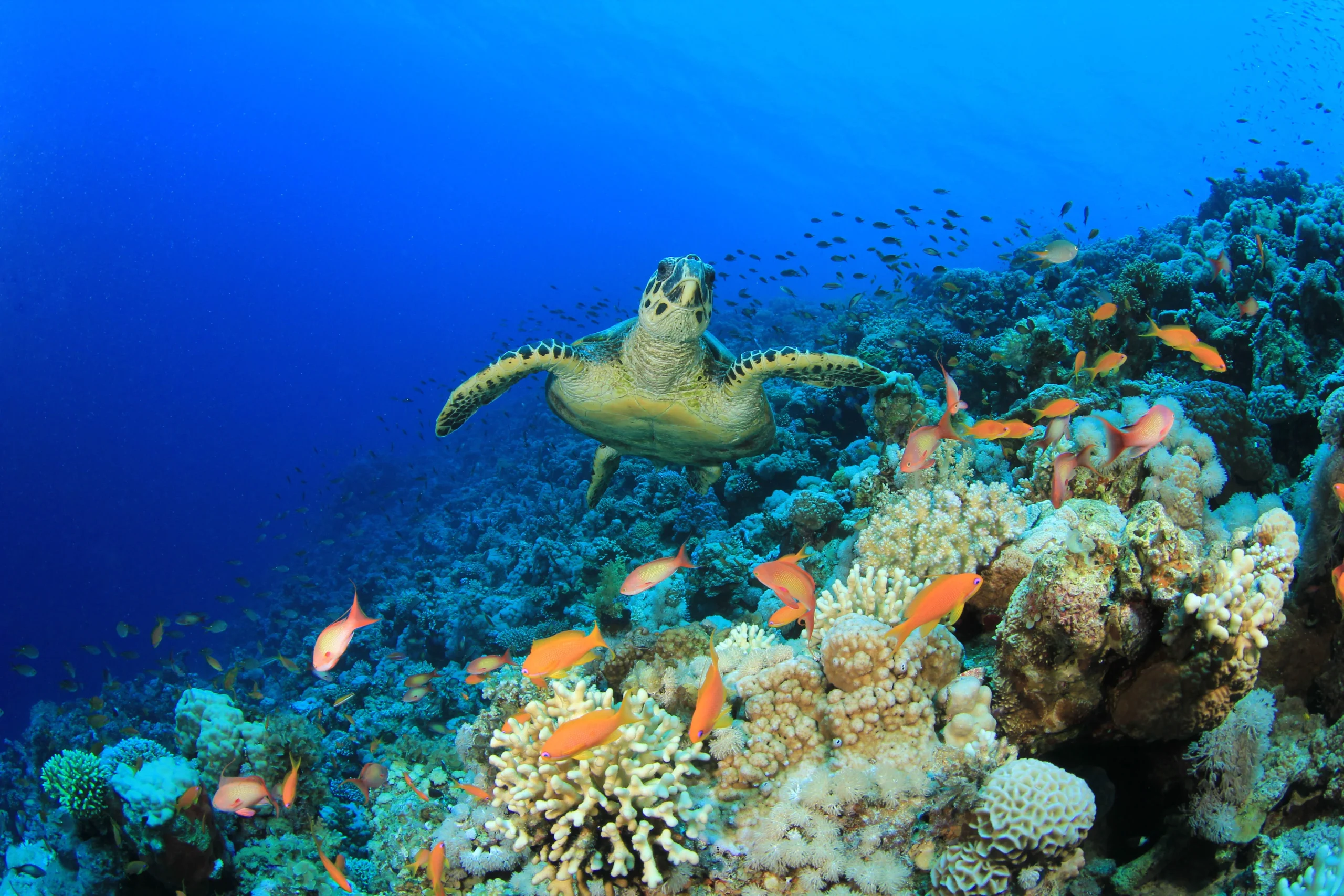 Ocean conservation